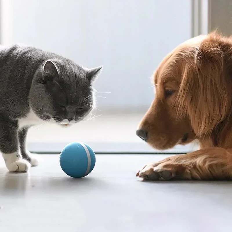 Magic Ball Pet Motion Toy - Image 4