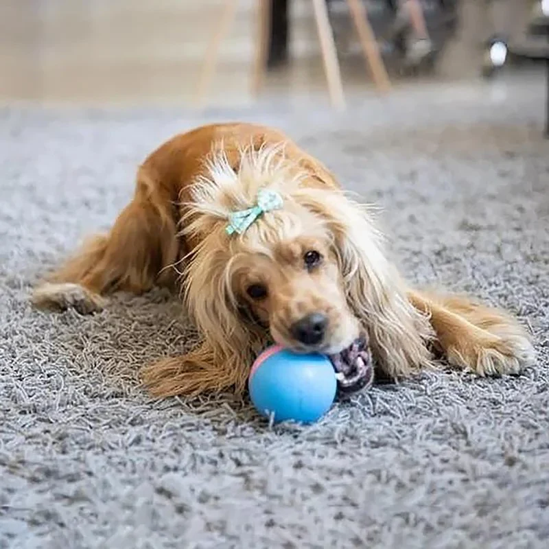 Magic Ball Pet Motion Toy - Image 6